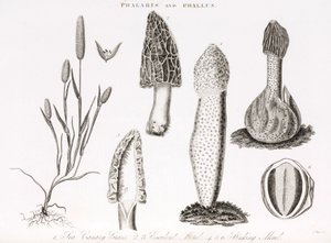 Különféle fű és vízi phallus des champignons morille alkotó: Unbekannt