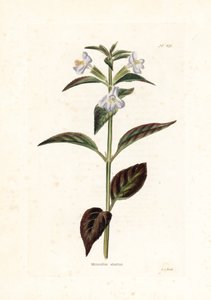 Variete de mimule - George Cooke litográfiája, Conrad Loddiges (1738-1826) brit folyóirat számára. alkotó: Unbekannter Künstler
