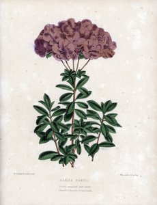 Az Azalee marvel változata, Amcena típusú kis, félig dupla virágokkal, halványlila színű. Worthington G. Smith (1835-1917) litográfiája, a Floral Magazine-ban jelent meg. alkotó: Unbekannter Künstler
