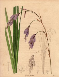 Az írisz (Sparaxis pendula) Dél-Afrikában őshonos, lila színű, lógó virágú változata, a Harlekin-virág.R. Mills (aktív 1836-1842) illusztrációja, a The Botanist című, Benjamin Maund által 1836 és 1842 között kiadott ötkötetes sorozatban. alkotó: Unbekannter Künstler