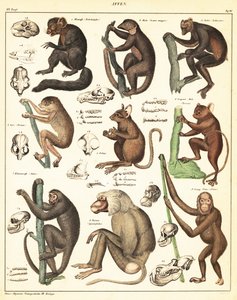 Varieties of apes. ,1841 (lithograph)   1409537   hu       hungarian Successfully Translated  Original: Landschaft bei Kalksburg Translat: Landschaft bei Kalksburg 1346424 hu hungarian Successfully Translated Original: Onthoofding van Johannes de Doper Tra alkotó: Unbekannter Künstler