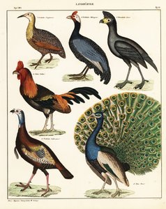 A madarak fajtái. ,1841 (kőnyomat) alkotó: Unbekannter Künstler