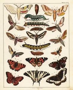 Varieties of butterflies, moths, etc.,1841 (lithograph)   1409536   hu       hungarian Successfully Translated  Original: Landscape with a Village Church Translat: Landscape with a Village Church 1230841 hu hungarian Successfully Translated Original: De as alkotó: Unbekannter Künstler