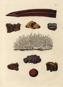 A vasérc fajtái. Kézi rézmetszet Georg Wolfgang Knorr Deliciae Naturae Selectae of Kabinet van Zeldzaamheden der Natuur című művének illusztrációja után, Blusse and Son, Nürnberg. alkotó: Unbekannter Künstler