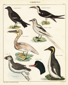 Tengeri madarak fajtái. ,1841 (kőnyomat) alkotó: Unbekannter Künstler