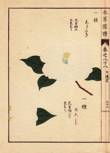 Japánból származó kaméliafajta (Thea japonica Nois): Shirataki és Shiroshishi, fehér virágokkal. Eau forte en couleurs, Kanen Iwasaki (1786-1842) botanikus, entomológus és japán zoológus fametszete, amely a Honzo Zufu című, 1884-ben megjelent képes útmutat alkotó: Unbekannter Künstler