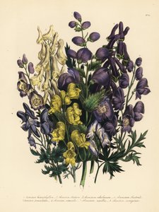 Különböző levelű galagonya, Aconitum heterophyllum, sárga galagonya, A. anthora, halványsárga galagonya, A. ochroleucumum, kárpáti bíbor farkasboroszlán, pánikfű, A. paniculatum, A. versicolor, közönséges galagonya, A. napellus és A. variegatum. Handf alkotó: Unbekannter Künstler