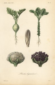 Zöldségek, Plantes legumieres alkotó: Unbekannt