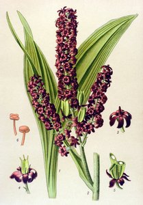 Mérgező növény (mérgező): fekete veratre (Veratrum nigrum) alkotó: Unbekannter Künstler