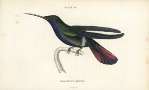 Veraguai mangó, Anthracothorax veraguensis (Mangó kolibri, Trochilus mango). William Lizars kézzel színezett acélmetszete Sir William Jardine természettudós könyvtárából: Ornithology: Hummingbirds Volume 2, Edinburgh, W.H. Lizars alkotó: Unbekannter Künstler