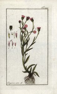 Vergerette acre (Erigeron acris). Johannes Zorn (1739-1799) "Artseny-Gewassen képe" című litográfiája, Hollandia. alkotó: Unbekannter Künstler