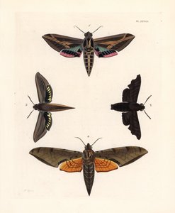 Szőlősphinx moth, Eummorpha vitis 1, gyászos sphinx, Enyo lugubris 2, tersa sphinx, Xylophanes tersa 3, és csíkos sphinx, Proambulyx strigilis 4. Kézzel színezett litográfia John O. Westwood új kiadásából, Dru Drury "Illustrations of Exotic Ento" című köny alkotó: Unbekannter Künstler