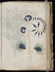 Voynich kéziratos fólió 56r, 1500 körül (tinta pergamenre) alkotó: Unbekannt