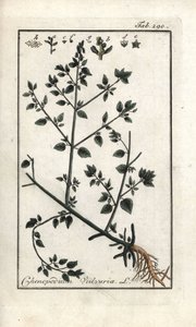 Vulvar (Chenopodium vulvaria). Litográfia Johannes Zorn (1739-1799), Hollandia, "Az Artseny-Gewassen képe" című művéből. alkotó: Unbekannter Künstler