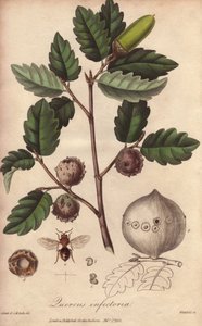 Wales Oak (Quercus infectoria) - Erős víz William Clarke által, John Stephenson és James Morss Churchill "Medical Botanical, Description of the Medicinal Plants of London, Edinburgh and Dublin" című művének illusztrálására, amelyet John Churchill Londonban alkotó: Unbekannter Künstler