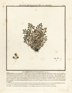 Wall-rue, Asplenium ruta-maria. alkotó: Unbekannter Künstler