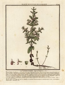 Vízi germander, Teucrium scordium. alkotó: Unbekannter Künstler