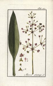 Vízitök (Alisma plantago-aquatica). Litográfia Johannes Zorn (1739-1799) "Afbeelding der Artseny-Gewassen" (Gyógynövény-herbárium) című művéből, Hollandia. alkotó: Unbekannter Künstler