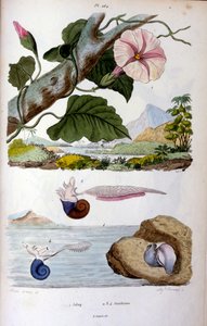 Vízicsiga; F. E. Guérin botanikai és zoológiai illusztrációja. A Dictionnaire pittoresque d