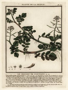 Vízitorma, Nasturtium officinale. alkotó: Unbekannter Künstler