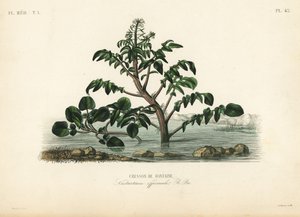 Vízitorma vagy sárgatorma, Nasturtium officinale, Cresson de fontaine alkotó: Unbekannt