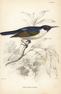 Nyugati bíborhátú napraforgó, Anthreptes longuemarei (Fehér testű napraforgó, Anthreptes leucosoma). William Lizars kézzel színezett acélmetszete William Swainson után Sir William Jardine Naturalist