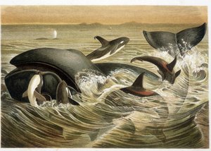 Bálnák és orkok, W. Kuhnert színesen illusztrálta A. E. Brehm „Vita degli Animali” című művében, 1893-as kiadás. alkotó: Unbekannt