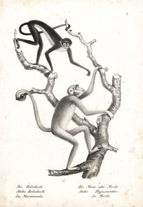 Fehérhasú pókmajom, Ateles belzebuth (veszélyeztetett), és északi muriqui, Brachyteles hypoxanthus (Ateles hypoxanthus), kritikusan veszélyeztetett. Karl Joseph Brodtmann litográfiája Heinrich Rudolf Schinz Illustrated Natural History of Animals című művéb alkotó: Unbekannter Künstler