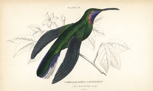 Fehérfarkú szabolydarázs, Campylopterus ensipennis (kéktorkú szabolydarázs, Trochilus latipennis). William Lizars kézzel színezett acélmetszete Sir William Jardine természettudós könyvtárából: Ornithology: Hummingbirds, Edinburgh, W.H. Lizars alkotó: Unbekannter Künstler