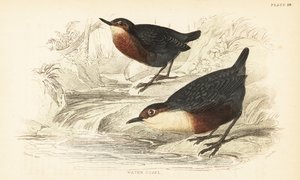 Fehértorkú kancsal vagy vízi ouzel, Cinclus cinclus.1889 (metszet) alkotó: Unbekannter Künstler