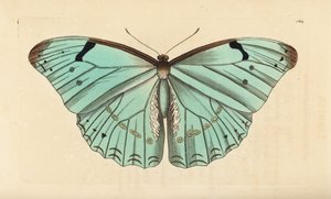 Fehér morpho, Morpho laertes alkotó: Unbekannt