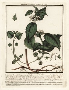 Fehér csalán, Lamium album. alkotó: Unbekannter Künstler