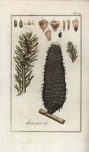 Fehér vagy pektin vagy Vogéziai fenyő (Abies alba). Litográfia Johannes Zorn (1739-1799) "Afbeelding der Artseny-Gewassen" című művéből, Hollandia. alkotó: Unbekannter Künstler