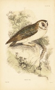 Fehér bagoly vagy gyöngybagoly, Tyto alba, sziklán ülve. 1889 (metszet) alkotó: Unbekannter Künstler