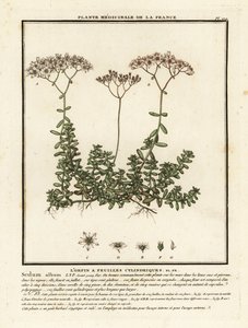 Fehér kőtörmelék, Sedum album. alkotó: Unbekannter Künstler