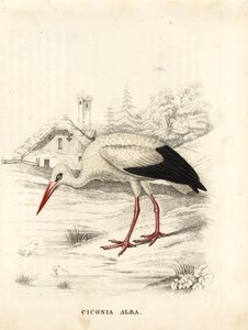Fehér gólya, Ciconia ciconia (Ciconia alba). Kézzel színezett acélmetszet Georg Friedrich Treitschke Természettudományi Galériájából, Naturhistorischer Bildersaal des Thierreiches, Liepzig. alkotó: Unbekannter Künstler