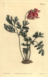 Vadon vérző szív, Dicentra formosa alkotó: Unbekannt