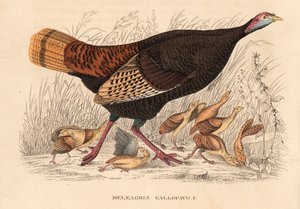 Vadpulyka, Meleagris gallopavo, tyúk fiókákkal. Kézzel színezett litográfia Georg Friedrich Treitschke Természettudományi Galériájából, Naturhistorischer Bildersaal des Thierreiches, Liepzig. alkotó: Unbekannter Künstler