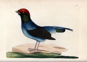 Csodálatos manakin (Chiroxiphia linearis). Aláírás nélküli illusztráció (George Shaw és Frederick nodder). Litográfia a The Naturalist