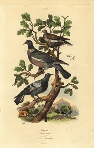 Erdei galamb, Columba palumbus, közönséges galamb, Columba livia és teknős galamb, Streptopelia risoria alkotó: Unbekannt