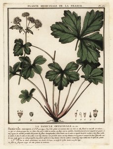Fa sanicle, Sanicula europaea. alkotó: Unbekannter Künstler