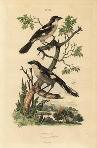 Erdei cickány, Lanius senator és déli szürke cickány, Lanius meridionalis alkotó: Unbekannt