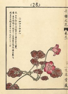 Yamato uchiwa vagy iwakagami, Schizocodon soldanelloides, japán alpesi növény. Kono Bairei kézi színezésű fametszete a Senshu no Hana (A virágok ezer fajtája), Bunkyudo, Kiotóból. alkotó: Unbekannter Künstler
