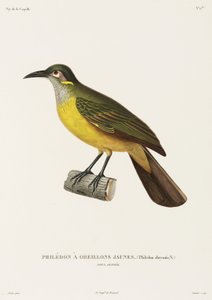 Sárgaarcú Philedon, Új-Guinea alkotó: Unbekannter Künstler