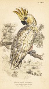 Sárga tarajos kakadu, Cacatua sulphurea. Kritikusan veszélyeztetett 1889 (metszet) alkotó: Unbekannter Künstler