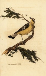 Sárgaborjú légykapó, Ficedula zanthopygia. 1815 (metszet) alkotó: Unbekannter Künstler