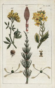 Sárga lucerna (lucerna), Medicago falcata 136, vadretek (ravenelle), Raphanus raphnistrum 137, és mezei zsurló (prele des champs), Equisetum arvense 138/139. Kézzel színezett rézmetszet egy botanikai illusztrációról G. T. Wilhelm "Unte alkotó: Unbekannter Künstler