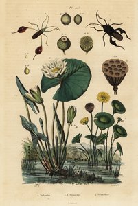 Sárga lótusz, Nelumbo lutea 1, levéllábú poloskák, Anisoscelis foliaceus 2 és Anoplocnemis curvipes 3, valamint fehér tündérrózsa, Nymphaea alba 4 alkotó: Unbekannt