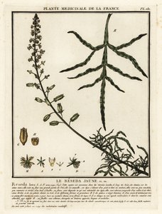 Sárga mignonette, Reseda lutea. alkotó: Unbekannter Künstler