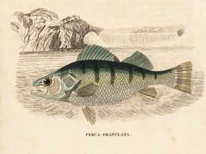 Sárga sügér, Perca flavescens (granulált sügér, Perca granulata). Kézzel színezett acélmetszet Georg Friedrich Treitschke természetrajzi galériájából, Naturhistorischer Bildersaal des Thierreiches, Liepzig-1842. alkotó: Unbekannter Künstler